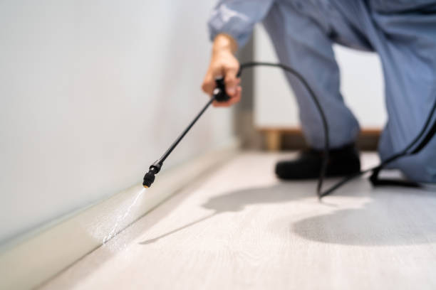 Licensed Wasp Removal service in Huntington Woods, MI - Show Me Pest Control